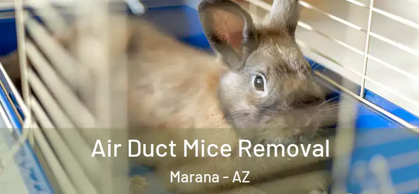  Air Duct Mice Removal Marana - AZ
