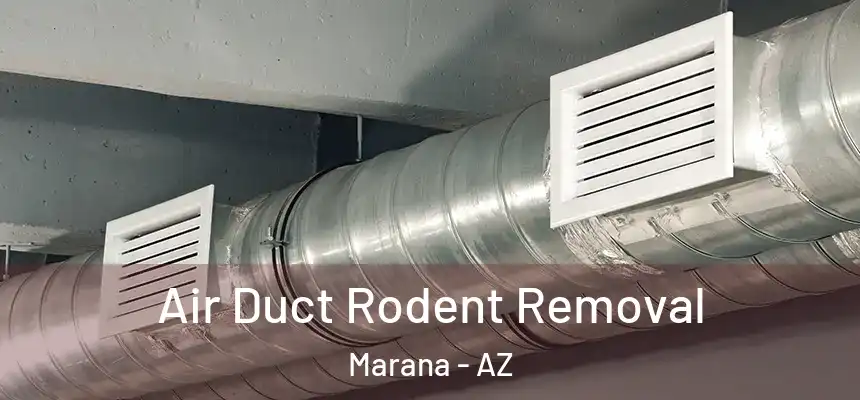  Air Duct Rodent Removal Marana - AZ