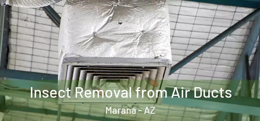  Insect Removal from Air Ducts Marana - AZ