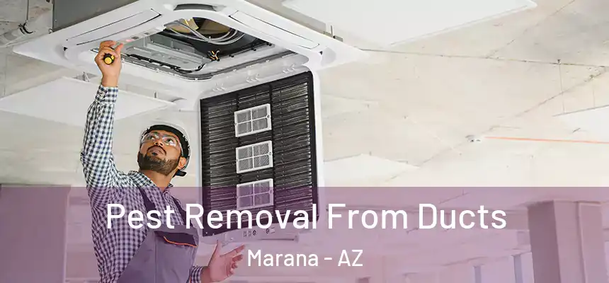 Pest Removal From Ducts Marana - AZ